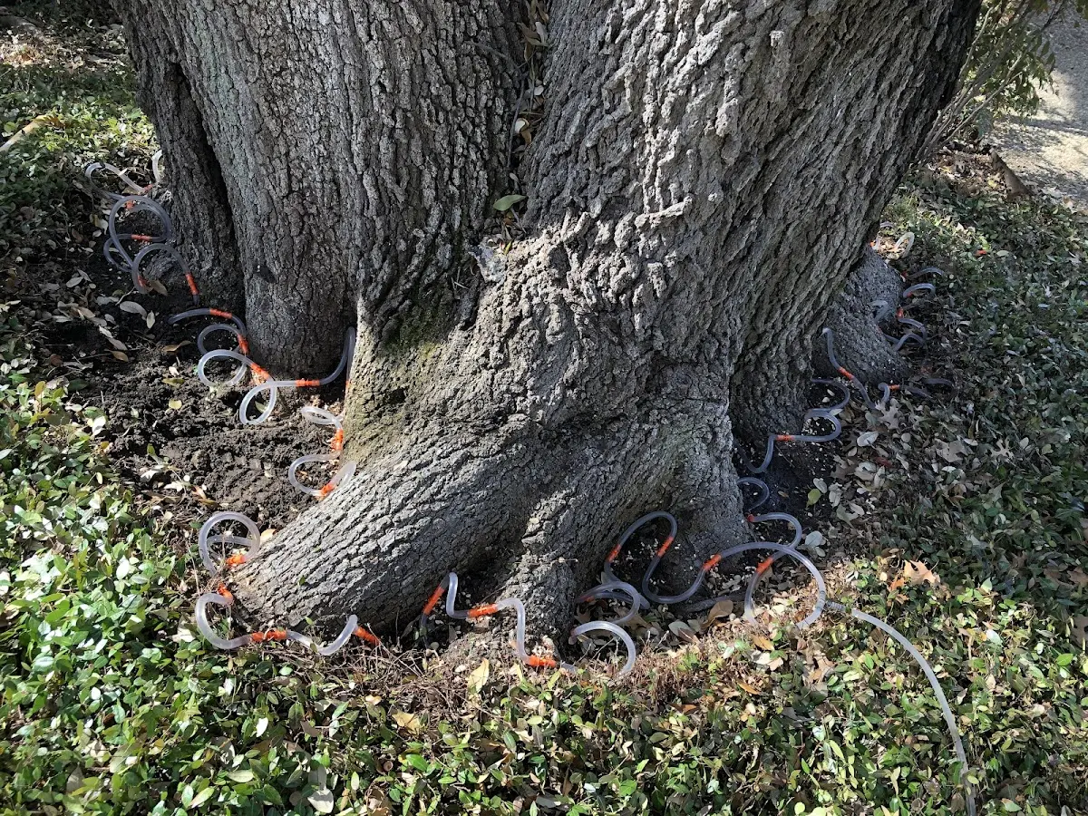 Detailed Shrub and Hedge Trimming job site in Dewitt