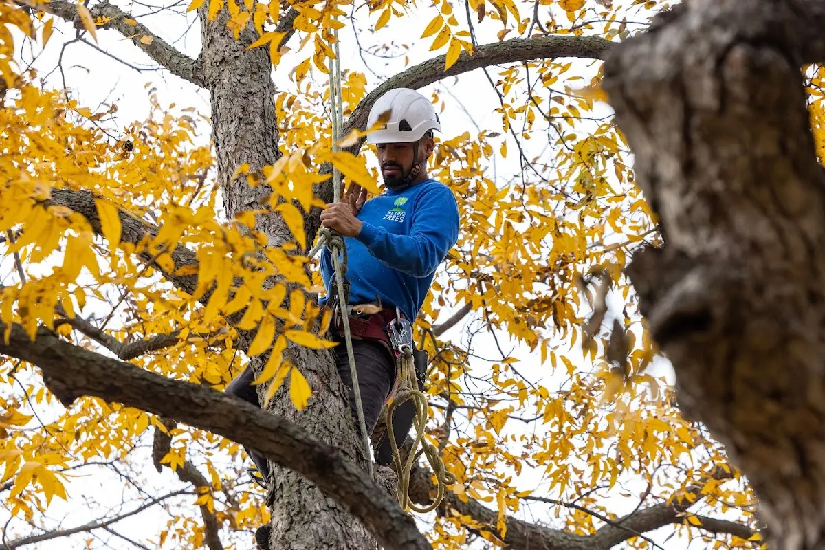 Skilled Tree Planting crew working in Dewitt